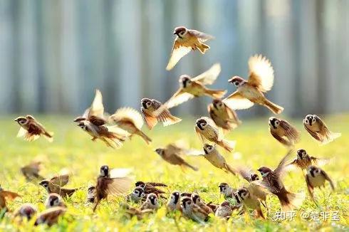 嗯，用户让我写一篇关于麻雀宝宝取名字的文章，还给了标题和内容要求。首先，我得理解用户的需求。他们可能是在养麻雀，想给自己的宠物起个可爱的名字，或者是在写一篇博客、文章，分享取名的技巧,象征,希望,宝宝取名,第1张