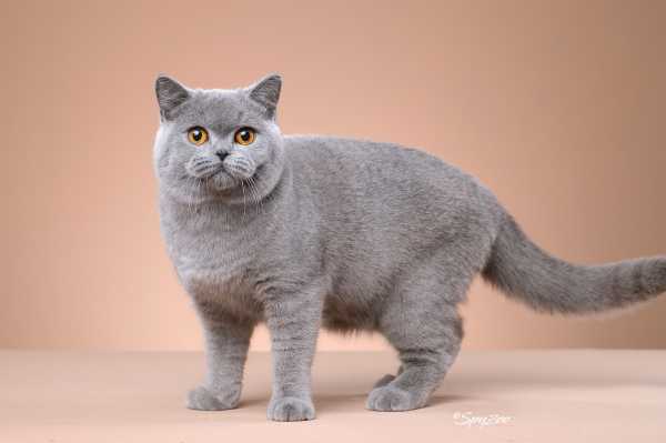 猫算命的音乐名字,原来如此!,象征,命运,自我,第1张 猫算命的音乐名字,原来如此!,象征,命运,自我,第1张