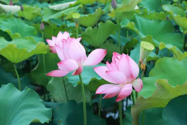 好，用户让我写一篇关于松溪看八字测算的文章，首先得确定标题。标题要简洁又能吸引人，我想到松溪看八字测算，解读命运与机遇挺合适的，既有地域特色，又点明了主题,象征,命运,事业,第1张