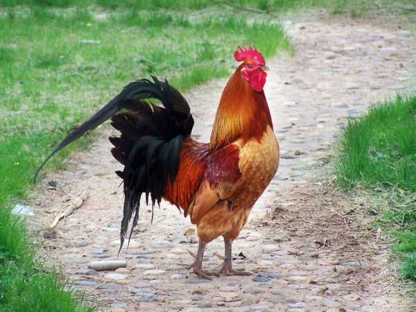 好，用户让我写一篇关于雄鸡割腹讲究什么的文章，先写标题，再写内容，内容不少于959个字。首先，我需要理解雄鸡割腹这个概念。这可能是一个术语，或者是某种民间习俗，可能与占卜或有关,象征,命运,事业,第1张