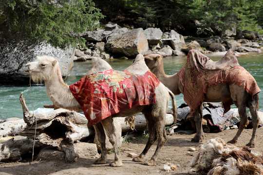 好，用户让我写一篇关于骆驼桥算命先生叫什么的文章，首先得确定标题。标题要吸引人，可能用骆驼桥算命先生，身份与传说比较合适,命运,算命,占卜,第1张