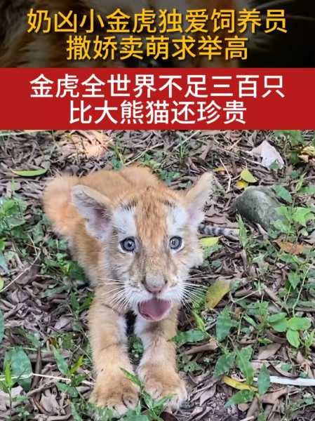 已经给出，是属金虎宝宝小名怎么取名，看起来已经很明确，但可能需要更吸引人一点。不过用户已经指定，我就不动这个标题了。接下来，内容部分，我需要涵盖小名的定义、选择小名的原则，以及具体的取名方法,象征,希望,美好,第1张