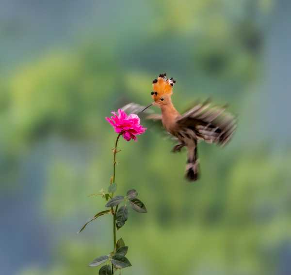 好，用户让我写一篇关于在鸟笼里挂什么植物好的文章。首先，我需要确定文章的标题，得吸引人又相关。可能用鸟笼挂什么植物好？师为你解答这样的标题，既点明了主题，又增加了神秘感,象征,希望,气场,第1张
