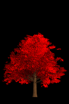 好，用户让我写一篇关于枫树做头像寓意的文章。首先，我需要确定文章的标题，得吸引人又相关。枫树头像，寓意，听起来挺有诗意的，所以标题定为枫树头像，解读其寓意与文化象征,象征,事业,成功,第1张