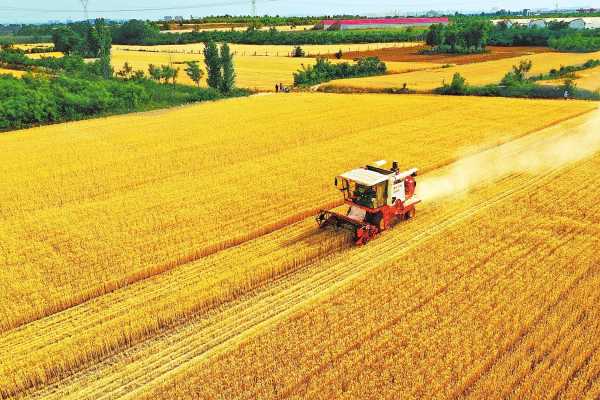 梦见秋日麦田，预示着丰收与希望的象征意义,象征,事业,挑战,第1张