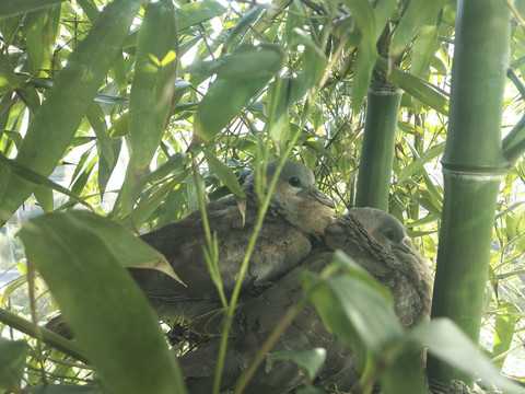 好，用户让我写一篇关于斑鸠的叫声吉凶的文章，首先得确定标题。我想到斑鸠的叫声，吉凶之辨这个标题，既点出了斑鸠的叫声，又暗示了吉凶的对比，挺合适的,象征,吉凶,风水,第1张