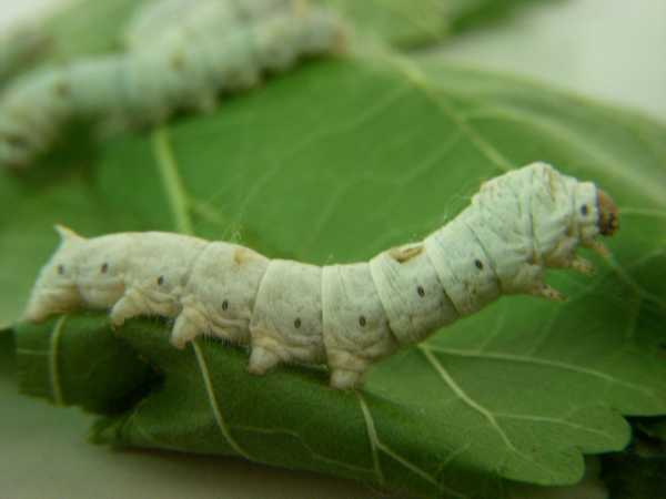 十二星座适合养什么蚕宝,挑战,希望,十二星座,第1张 十二星座适合养什么蚕宝,挑战,希望,十二星座,第1张