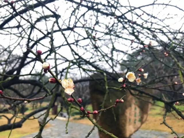 梅花算命方法揭秘，一花一，一梅一命运——梅花算命解析,象征,命运,事业,第1张