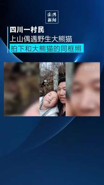 上山偶遇马蜂,揭秘马蜂来袭的预兆与梦境中的寓意,象征,挑战,自我,第1张 上山偶遇马蜂,揭秘马蜂来袭的预兆与梦境中的寓意,象征,挑战,自我,第1张