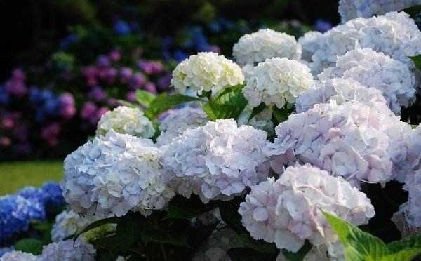 绣球花讲究,家居植物中的秘宝,象征,事业,能量,第1张 绣球花讲究,家居植物中的秘宝,象征,事业,能量,第1张