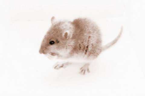 梦见多鸡的寓意与解梦技巧,象征,事业,希望,第1张 梦见多鸡的寓意与解梦技巧,象征,事业,希望,第1张