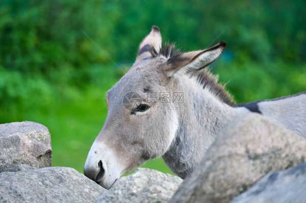 驴和狗的算命说法,揭秘动物中的神秘命运,象征,命运,事业,第1张 驴和狗的算命说法,揭秘动物中的神秘命运,象征,命运,事业,第1张