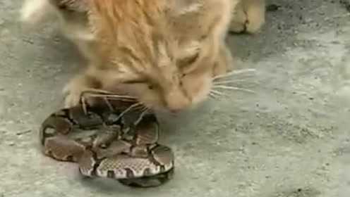 解梦,猫叼蛇的寓意及其象征意义,象征,希望,自我,第1张 解梦,猫叼蛇的寓意及其象征意义,象征,希望,自我,第1张