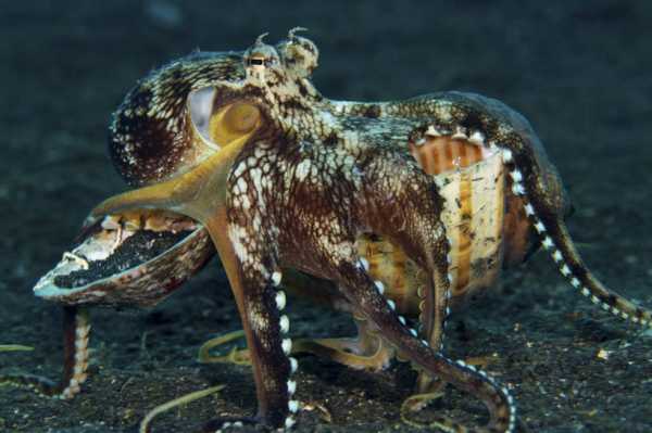 十二星座各是什么章鱼,揭秘星座与海洋生物的奇妙联,象征,命运,十二星座,第1张 十二星座各是什么章鱼,揭秘星座与海洋生物的奇妙联,象征,命运,十二星座,第1张