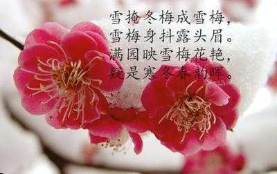 梦见雪梅,揭秘梦境中的雪梅象征意义及解梦指南,象征,命运,挑战,第1张 梦见雪梅,揭秘梦境中的雪梅象征意义及解梦指南,象征,命运,挑战,第1张