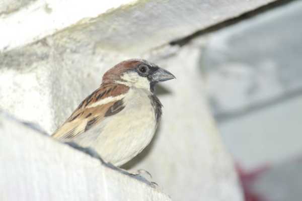 家中养什么鸟最合适——揭秘鸟类布局的艺术,象征,希望,气场,第1张 家中养什么鸟最合适——揭秘鸟类布局的艺术,象征,希望,气场,第1张