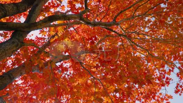 枫树与石头的寓意,自然元素中的和谐与稳重,象征,事业,气场,第1张 枫树与石头的寓意,自然元素中的和谐与稳重,象征,事业,气场,第1张