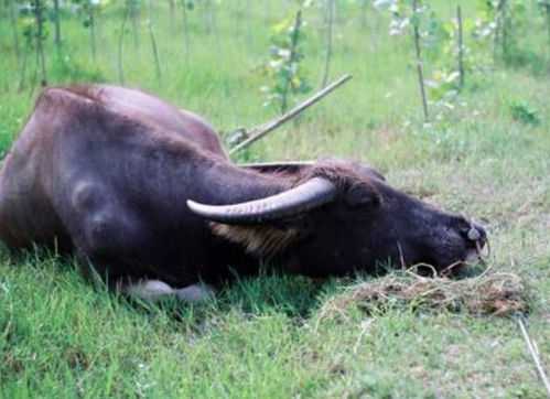 牛为何成者,揭秘牛与的微妙关,象征,气场,风水布局,第1张 牛为何成者,揭秘牛与的微妙关,象征,气场,风水布局,第1张