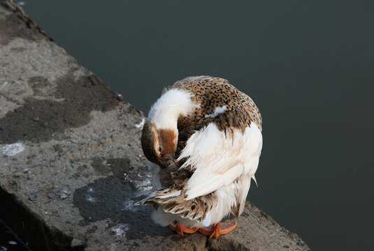 遇到鸭子夹子,揭秘梦境中的预兆与寓意,象征,解梦,解读,第1张 遇到鸭子夹子,揭秘梦境中的预兆与寓意,象征,解梦,解读,第1张