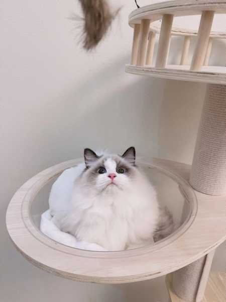 含礼之宝宝,如何取一个寓意美好的名字?,象征,希望,八字,第1张 含礼之宝宝,如何取一个寓意美好的名字?,象征,希望,八字,第1张