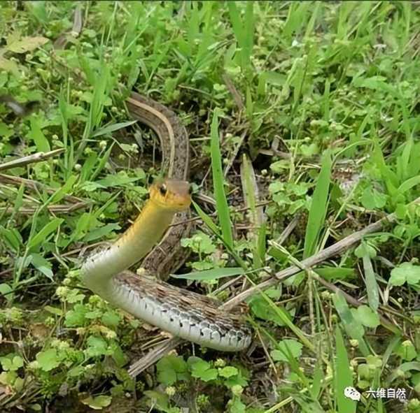 蛇爬进车,解的神秘预兆及其对女性的启示,象征,挑战,自我,第1张 蛇爬进车,解的神秘预兆及其对女性的启示,象征,挑战,自我,第1张