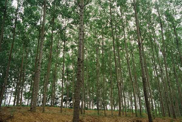 揭秘白杨树算命，为什么说它算命不准？,命运,算命,吉凶,第1张