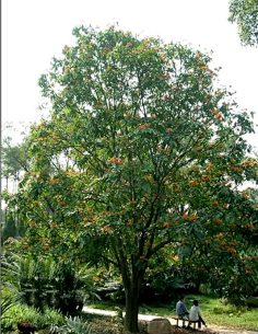 乔木的神秘力量,探究乔木辟邪的吉凶,象征,气场,能量,第1张 乔木的神秘力量,探究乔木辟邪的吉凶,象征,气场,能量,第1张