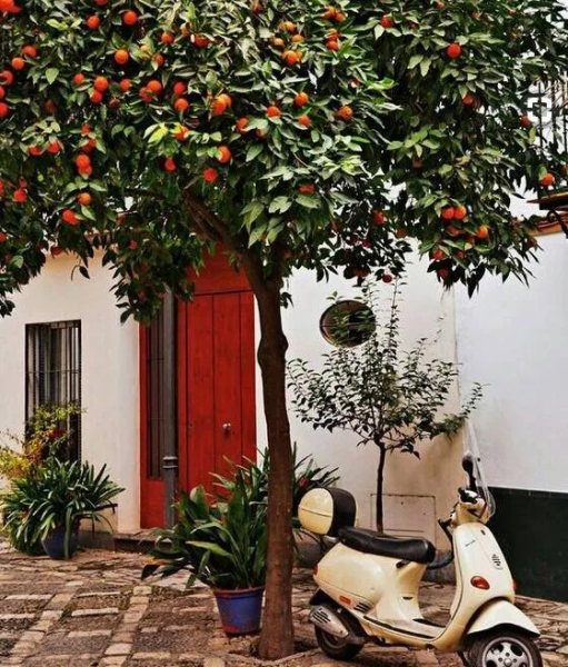 进房选购风子的五大攻略,象征,事业,风水布局,第1张 进房选购风子的五大攻略,象征,事业,风水布局,第1张