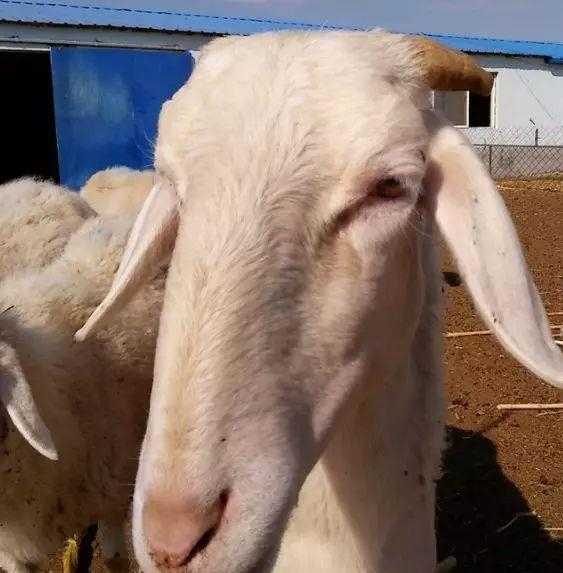 7月20日生肖羊运势，财运亨通，事业顺利，健康无忧,事业,希望,美好,第1张