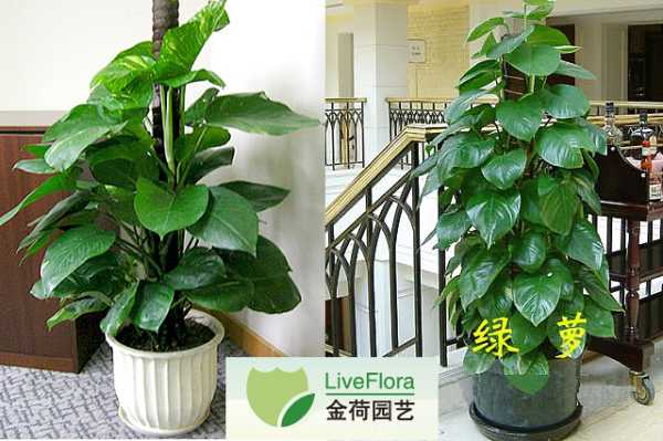 揭秘之选，什么颜色绿萝最适合提升家居运势？,象征,事业,希望,第1张