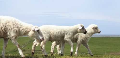 79年属羊人79年12月运势详解,运势起伏,宜稳扎稳打,事业,挑战,合作,第1张 79年属羊人79年12月运势详解,运势起伏,宜稳扎稳打,事业,挑战,合作,第1张