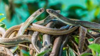 梦到掐死蛇,揭秘梦境中的神秘预兆与心理解读,象征,事业,挑战,第1张 梦到掐死蛇,揭秘梦境中的神秘预兆与心理解读,象征,事业,挑战,第1张