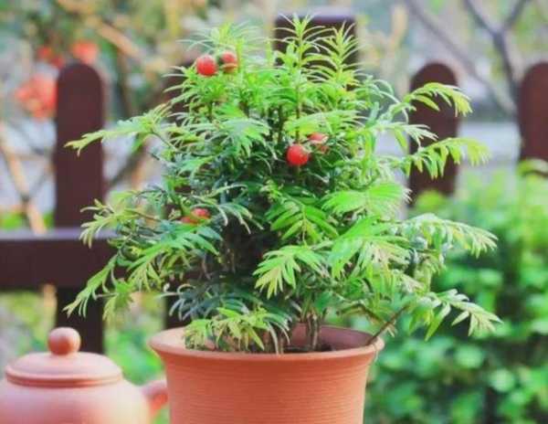 家居之选，养这几款花卉，美化环境又旺家运！,事业,美好,风水,第1张