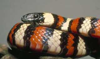 梦见小蛇预示什么征兆？周公解梦为你揭晓,象征,事业,挑战,第1张