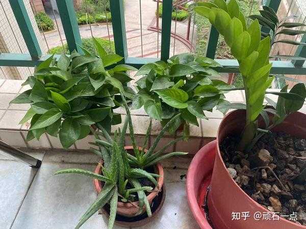茶房提升指南,养这些花,让茶香与绿意共融,象征,风水布局,美好,第1张 茶房提升指南,养这些花,让茶香与绿意共融,象征,风水布局,美好,第1张