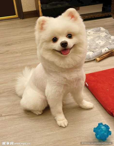 狗与十二星座,揭秘它们之间奇妙的关,命运,挑战,十二星座,第1张 狗与十二星座,揭秘它们之间奇妙的关,命运,挑战,十二星座,第1张