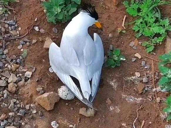 梦到救鸟的寓意解析，周公解梦揭示神秘启示,象征,事业,吉凶,第1张