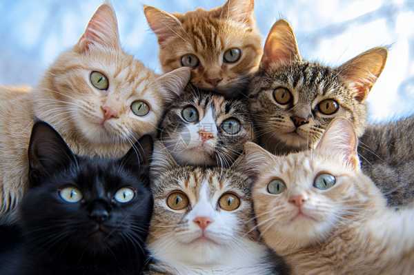 猫咪找狗哥算命,揭秘宠物界的趣味文化现象,命运,八字,算命,第1张 猫咪找狗哥算命,揭秘宠物界的趣味文化现象,命运,八字,算命,第1张