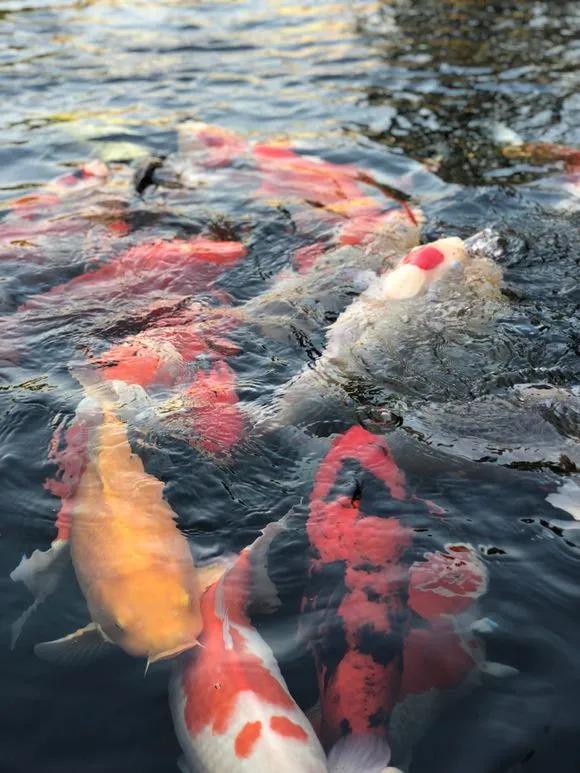 揭秘锦鲤配养,如何选择合适的颜色?,象征,事业,希望,第1张 揭秘锦鲤配养,如何选择合适的颜色?,象征,事业,希望,第1张