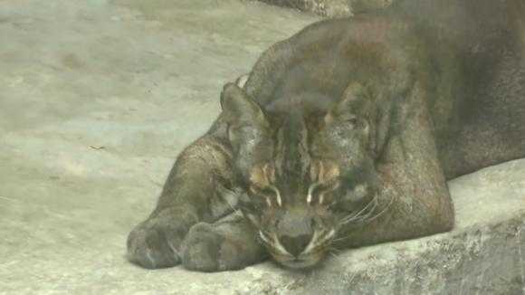 彪哥算命,揭秘那位神秘的老头究竟叫什么名字?,命运,事业,八字,第1张 彪哥算命,揭秘那位神秘的老头究竟叫什么名字?,命运,事业,八字,第1张