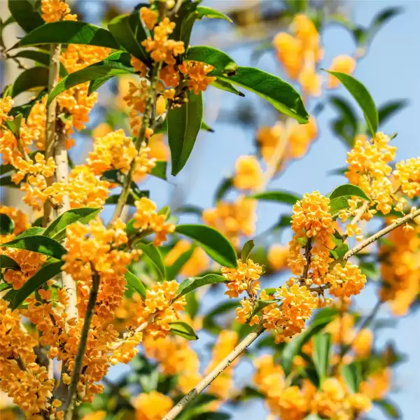 家养桂花,选择佳品,提升家居氛围,象征,事业,美好,第1张 家养桂花,选择佳品,提升家居氛围,象征,事业,美好,第1张