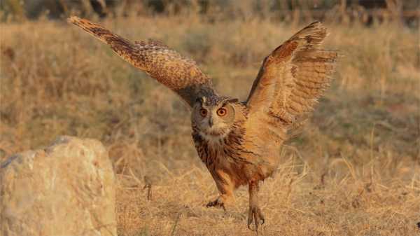 梦见一只雕鸮的奥秘,周公解梦揭示神秘寓意,象征,命运,挑战,第1张 梦见一只雕鸮的奥秘,周公解梦揭示神秘寓意,象征,命运,挑战,第1张