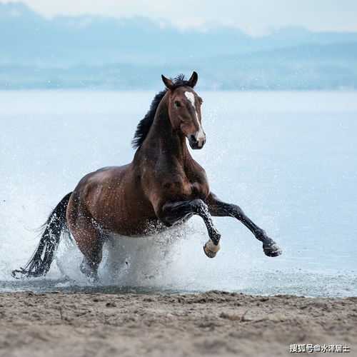 属马生肖二年运势，乘风破浪，连连的一年,事业,挑战,自我,第1张