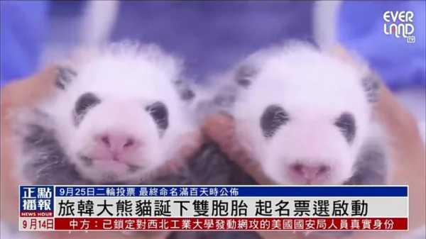 熊妹名字,揭秘吉凶奥秘,为可爱小熊取名保驾护航,命运,挑战,希望,第1张 熊妹名字,揭秘吉凶奥秘,为可爱小熊取名保驾护航,命运,挑战,希望,第1张