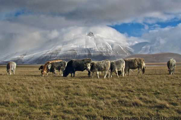 梦见放炮吃肉,揭秘周公解的神秘寓意,象征,挑战,希望,第1张 梦见放炮吃肉,揭秘周公解的神秘寓意,象征,挑战,希望,第1张