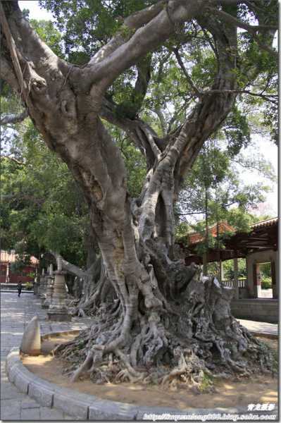 屋后栽树,揭秘古代智慧中的树艺奥秘,气场,美好,风水,第1张 屋后栽树,揭秘古代智慧中的树艺奥秘,气场,美好,风水,第1张