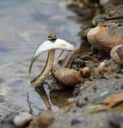 梦见蟾虫好吗?揭秘蟾虫在梦境中的预兆与解梦,象征,挑战,解梦,第1张 梦见蟾虫好吗?揭秘蟾虫在梦境中的预兆与解梦,象征,挑战,解梦,第1张