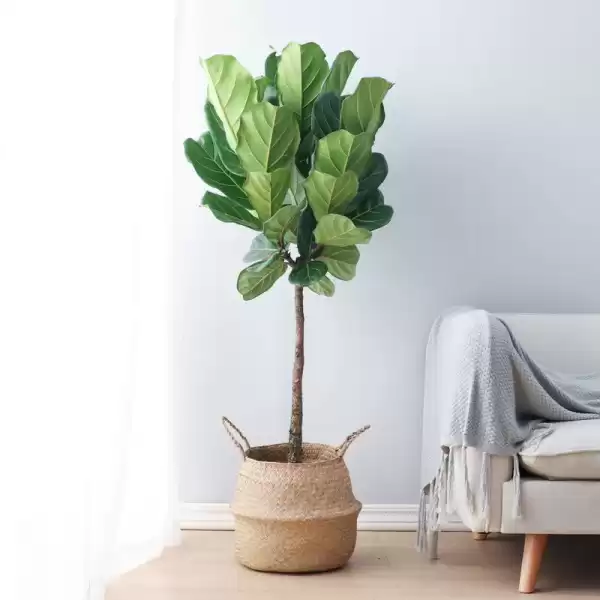 草缸秘籍,选对植物,让家居绿意盎然又招财进宝,象征,事业,风水,第1张 草缸秘籍,选对植物,让家居绿意盎然又招财进宝,象征,事业,风水,第1张