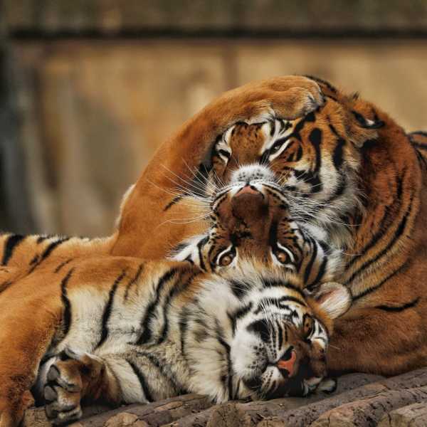 虎宝宝爱吗？如何为爱虎宝宝取名,象征,希望,宝宝取名,第1张