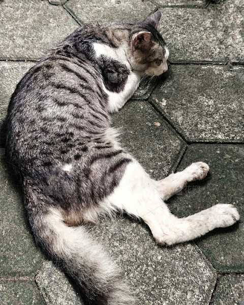 一大群猫解梦,揭秘梦境中的神秘猫咪群体及其寓意,象征,挑战,解梦,第1张 一大群猫解梦,揭秘梦境中的神秘猫咪群体及其寓意,象征,挑战,解梦,第1张